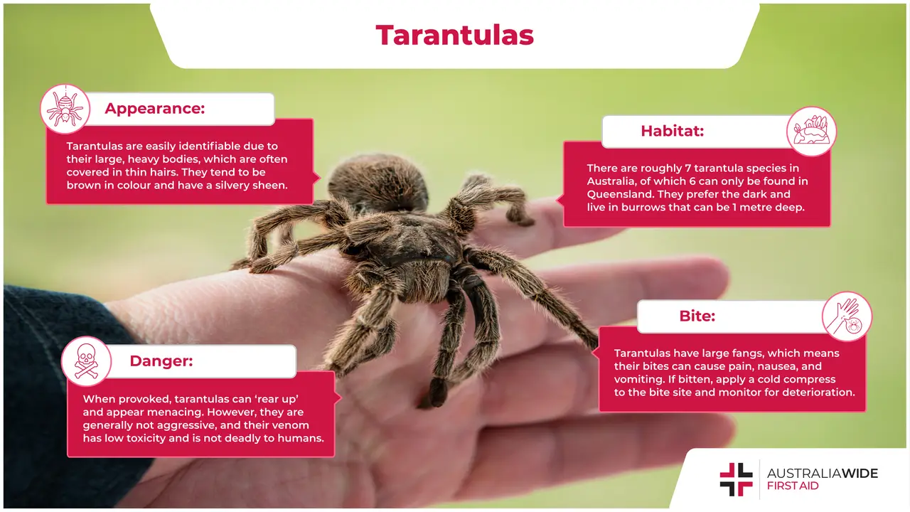 Infographic of a Tarantula