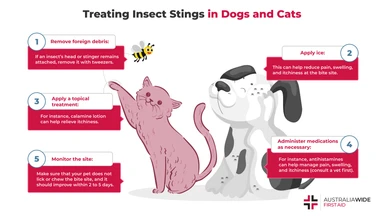 Infographic on how to treat insect stings in dogs and cats