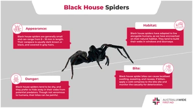 Infographic on the Black House Spider